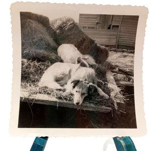 Farm Dogs Sleeping On Hay Trailer Photo Candid Photograph Black White Picture 19